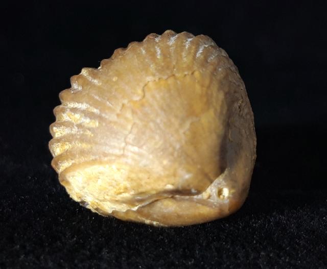 Torquirhynchia royeriana (ORBIGNY 1850) - Bild © FossNet FossilienStore
